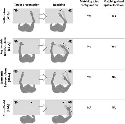 Multisensory Integration in Stroke Patients: A Theoretical Approach to Reinterpret Upper-Limb Proprioceptive Deficits and Visual Compensation